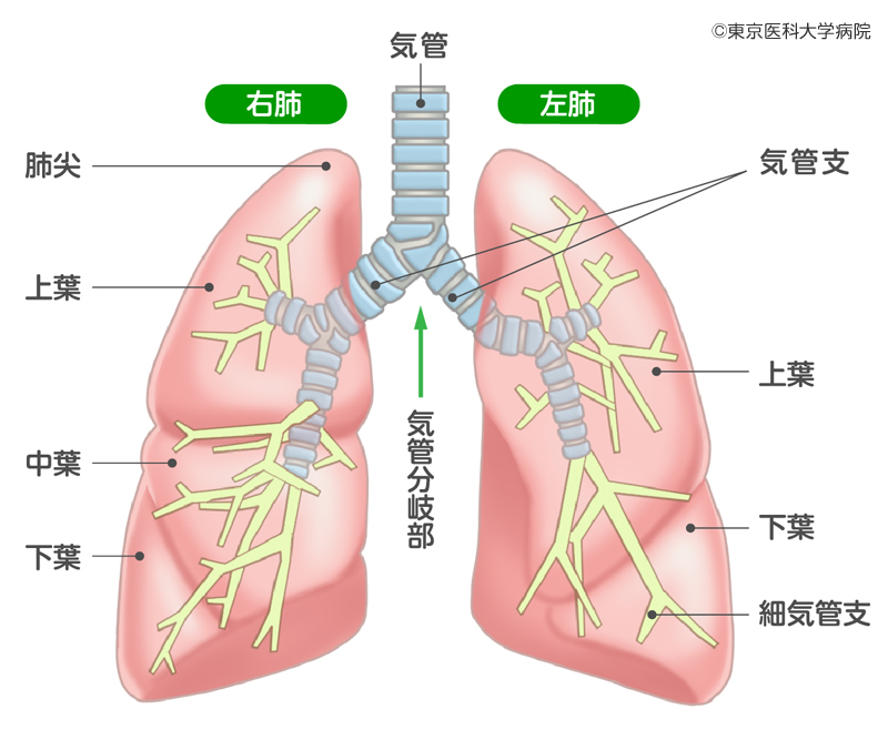 肺がんの基礎知識 肺がん 西新宿の地で がんに挑む 東京医科大学病院