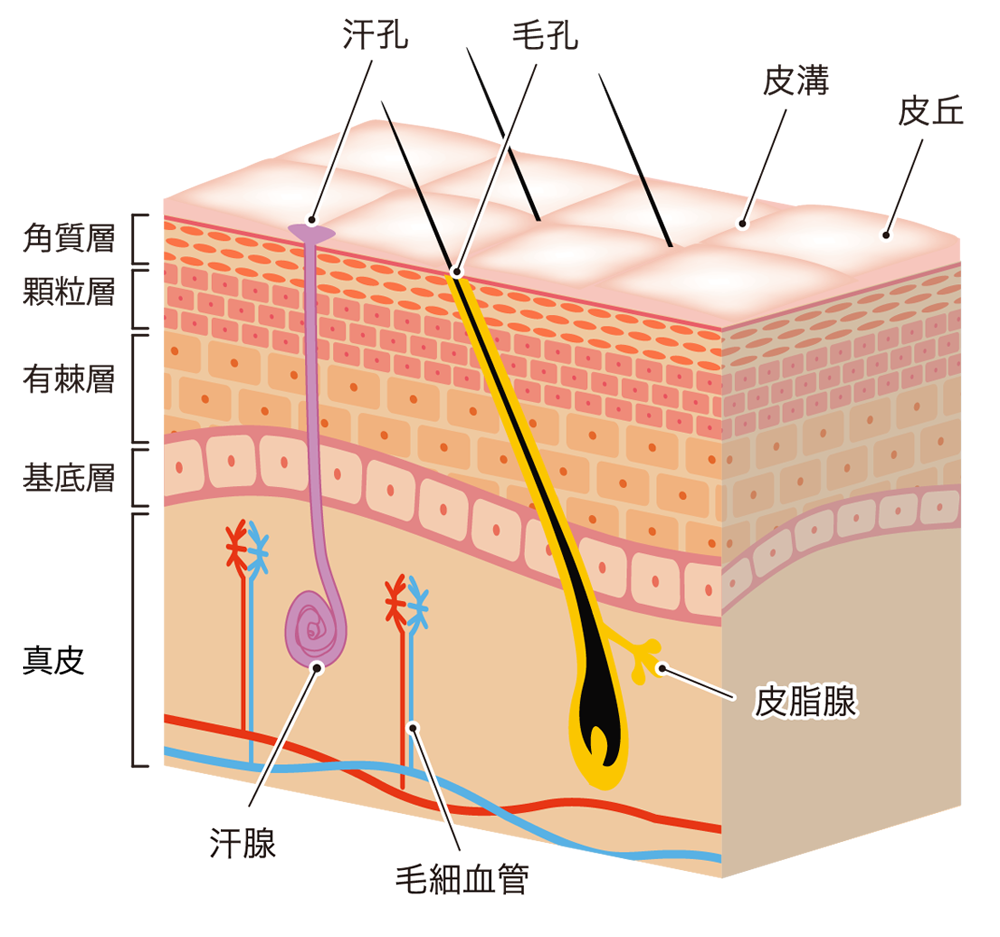 角化細胞