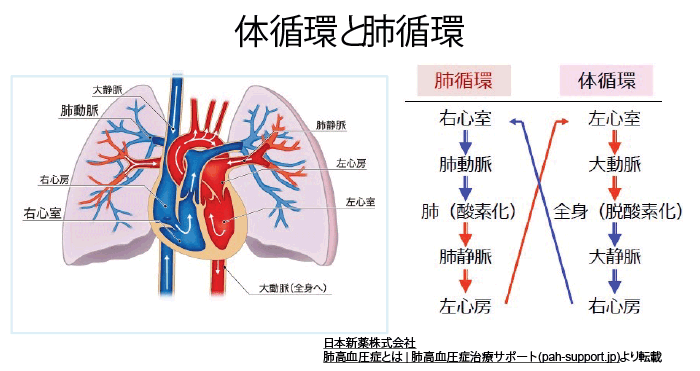 体循環と肺循環